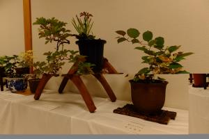 DSCF0673.JPG