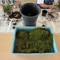 苔玉づくり4