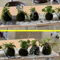 苔玉づくり9
