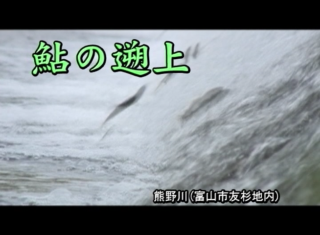 鮎の遡上 富山市友杉地内（熊野川）