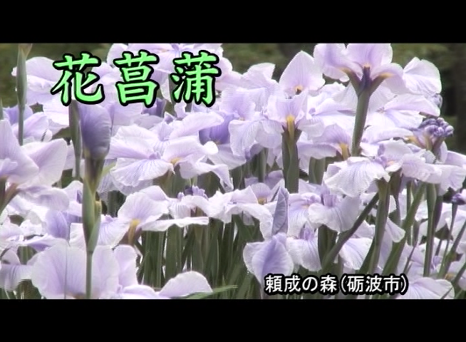 花菖蒲　−頼成の森−