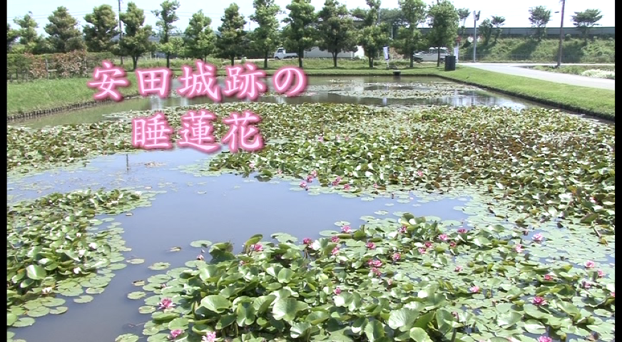 安田城跡の睡蓮花