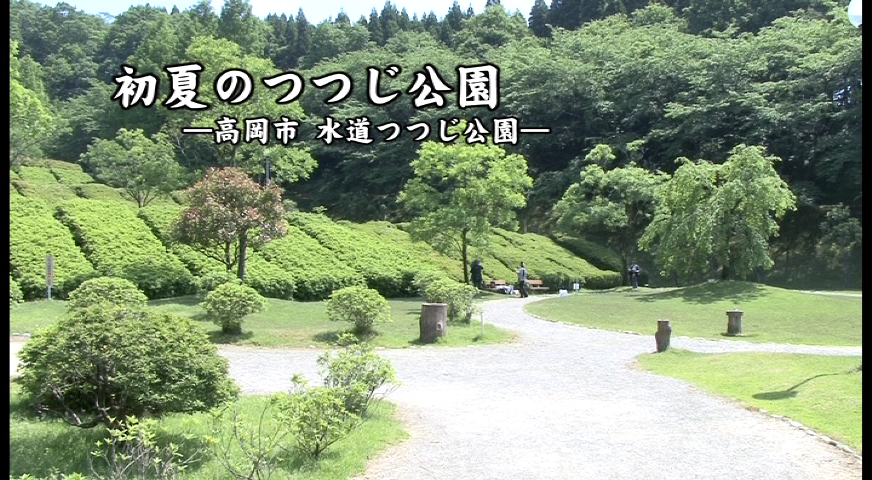 初夏のつつじ公園