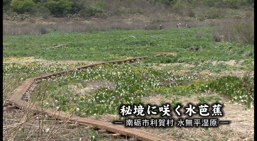 秘境に咲く水芭蕉