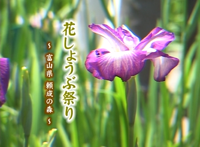 花しょうぶ祭り −富山県 頼成の森−