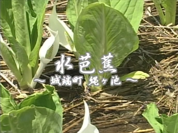 水芭蕉 〜城端町 縄ヶ池〜