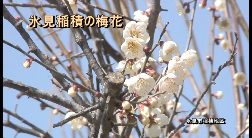 氷見稲積の梅花 氷見市稲積地区