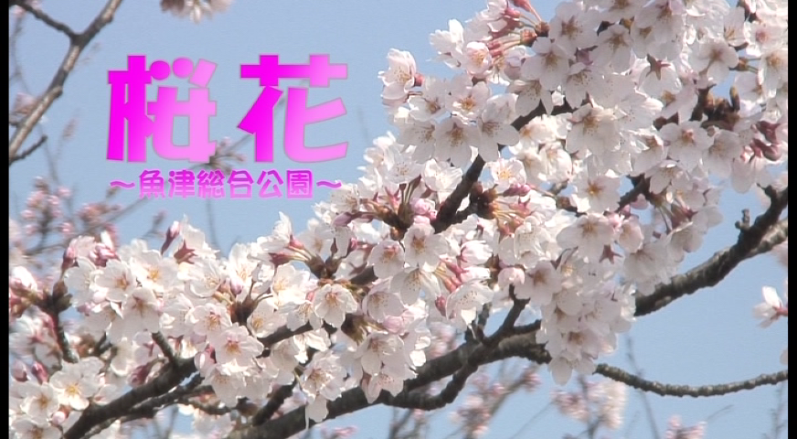 桜花 −魚津総合公園−