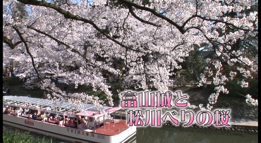 富山城と松川べりの桜