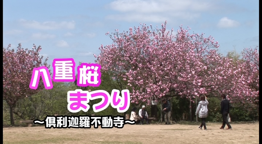 [403] 110505 八重桜まつり