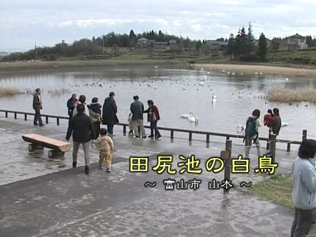 田尻池の白鳥 〜富山市 山本〜