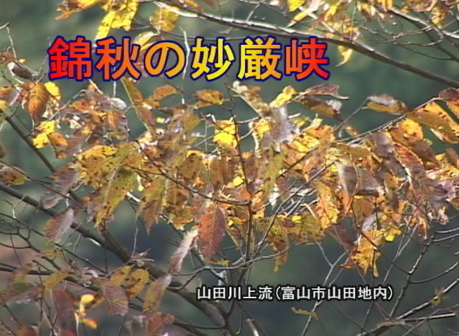 錦秋の妙厳峡 山田川上流(富山市山田地内)