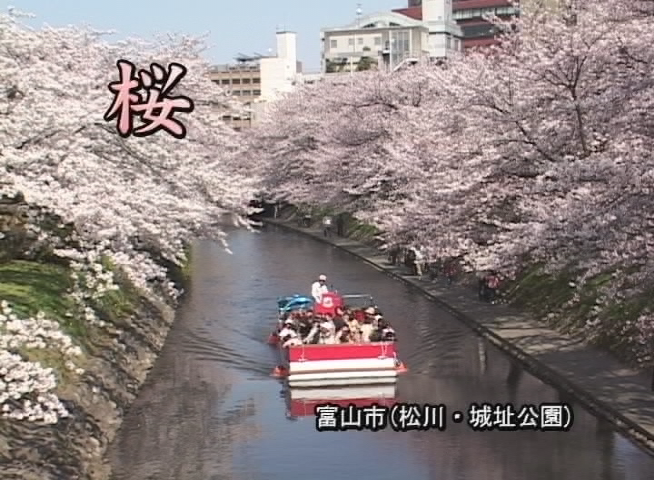 桜 −松川・城址公園−