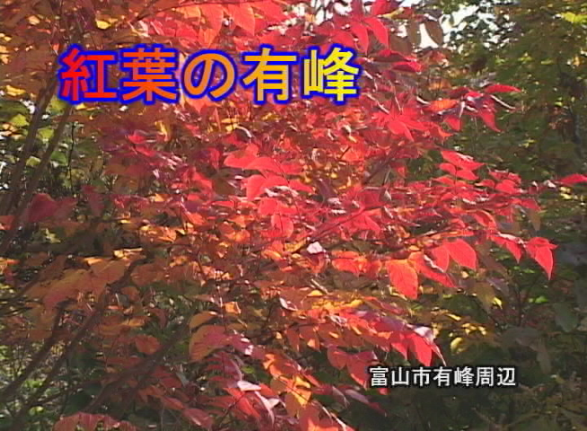 紅葉の有峰 富山市有峰周辺