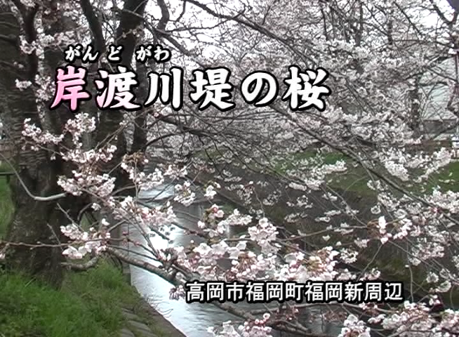 岸渡川提の桜 高岡市福岡町福岡新周辺