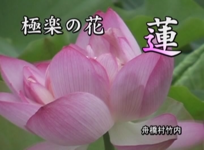 極楽の花 蓮