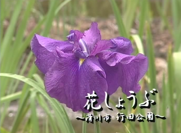 花しょうぶ 〜滑川市 行田公園〜