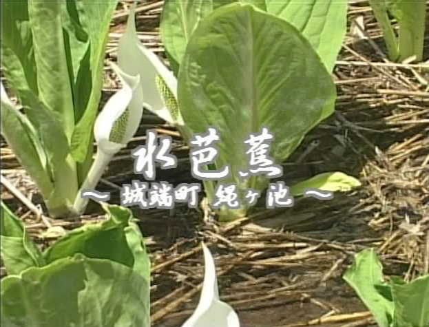 水芭蕉 〜城端町 縄ヶ池〜