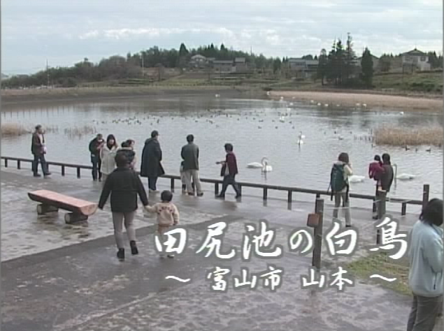 田尻池の白鳥 〜富山市 山本〜