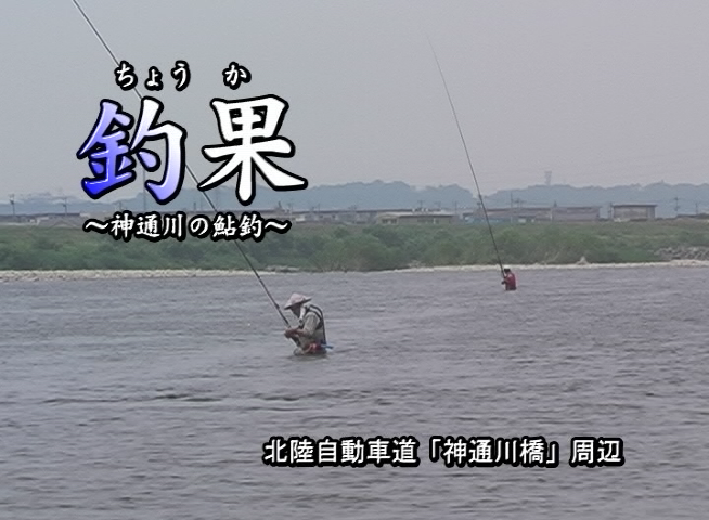 釣果 神通川の鮎釣