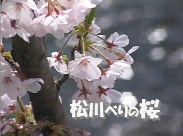 松川べりの桜