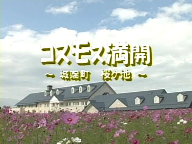 コスモス満開 〜城端町 桜ヶ池〜