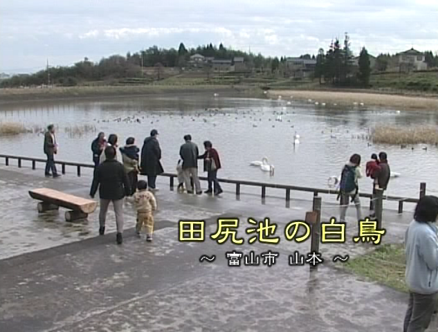 田尻池の白鳥 〜富山市 山本〜