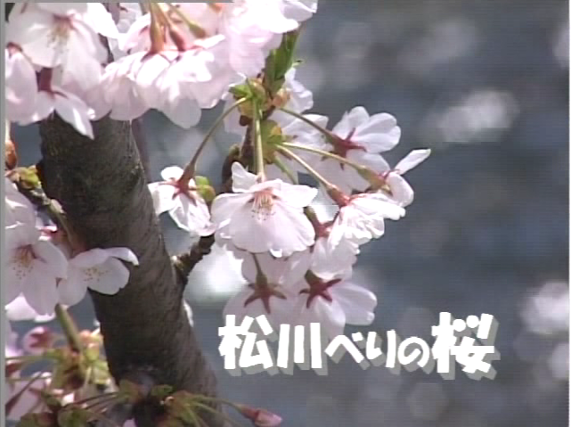 松川べりの桜