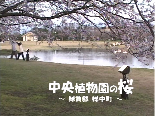 中央植物園の桜