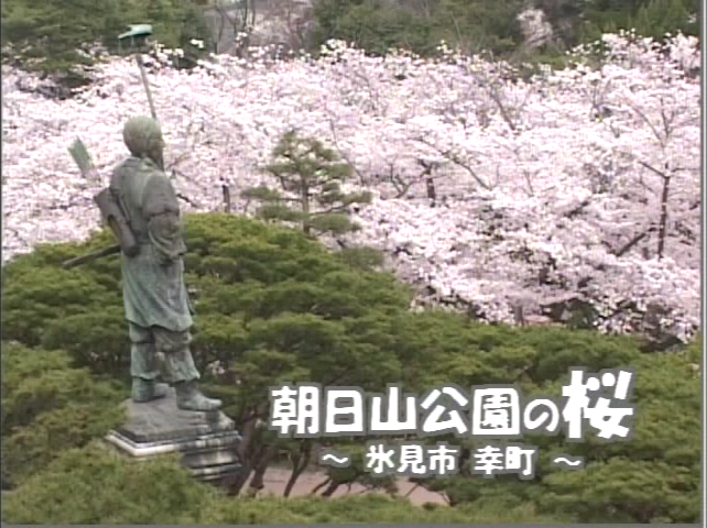 朝日山公園の桜