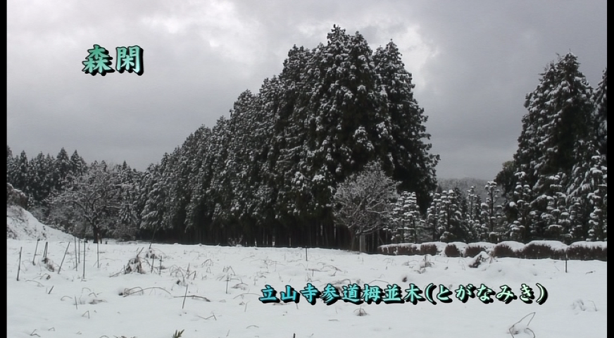 森閑 立山寺参道栂並木