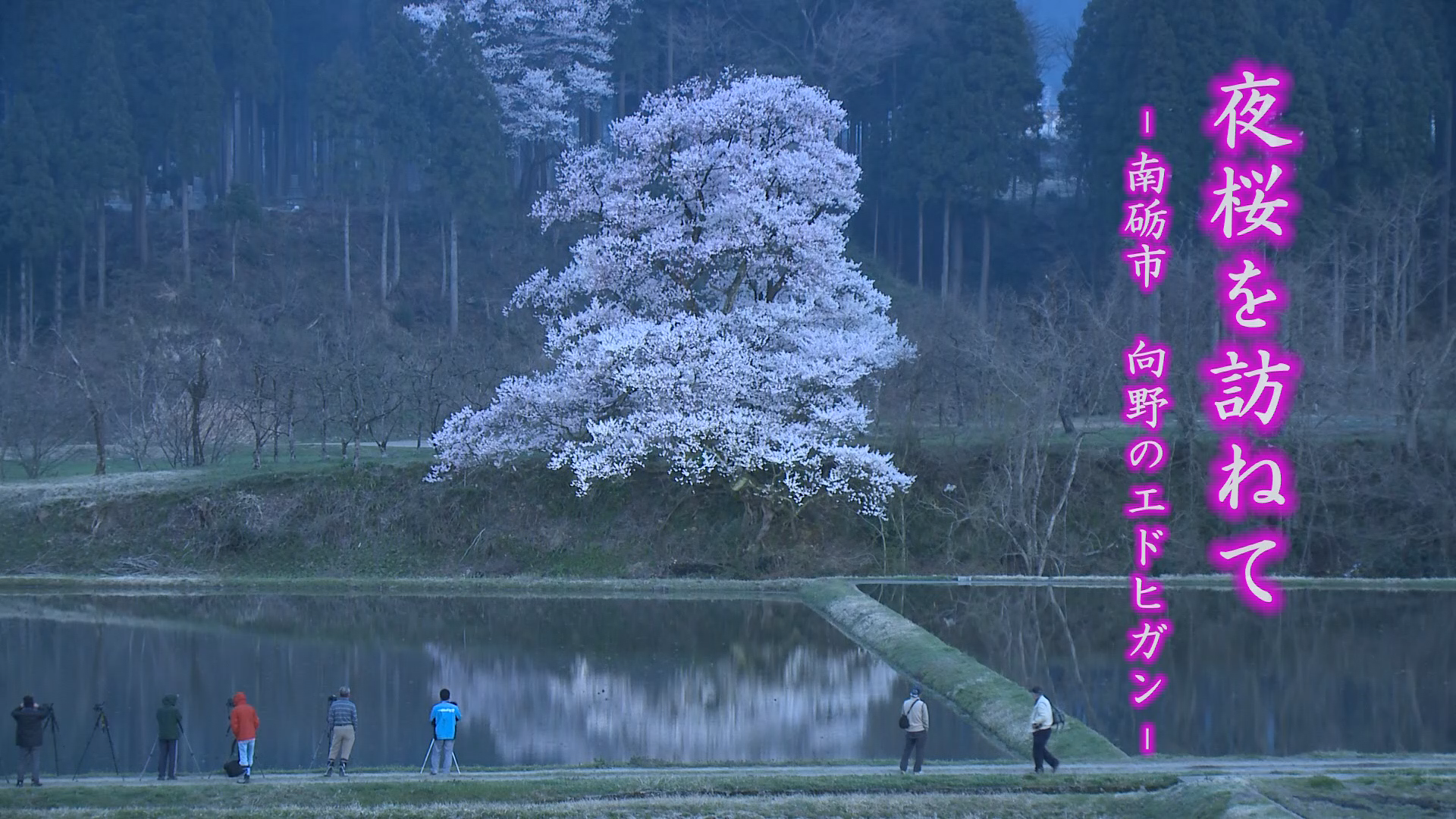 [473] 140411 夜桜を訪ねて 〜向野のエドヒガン〜