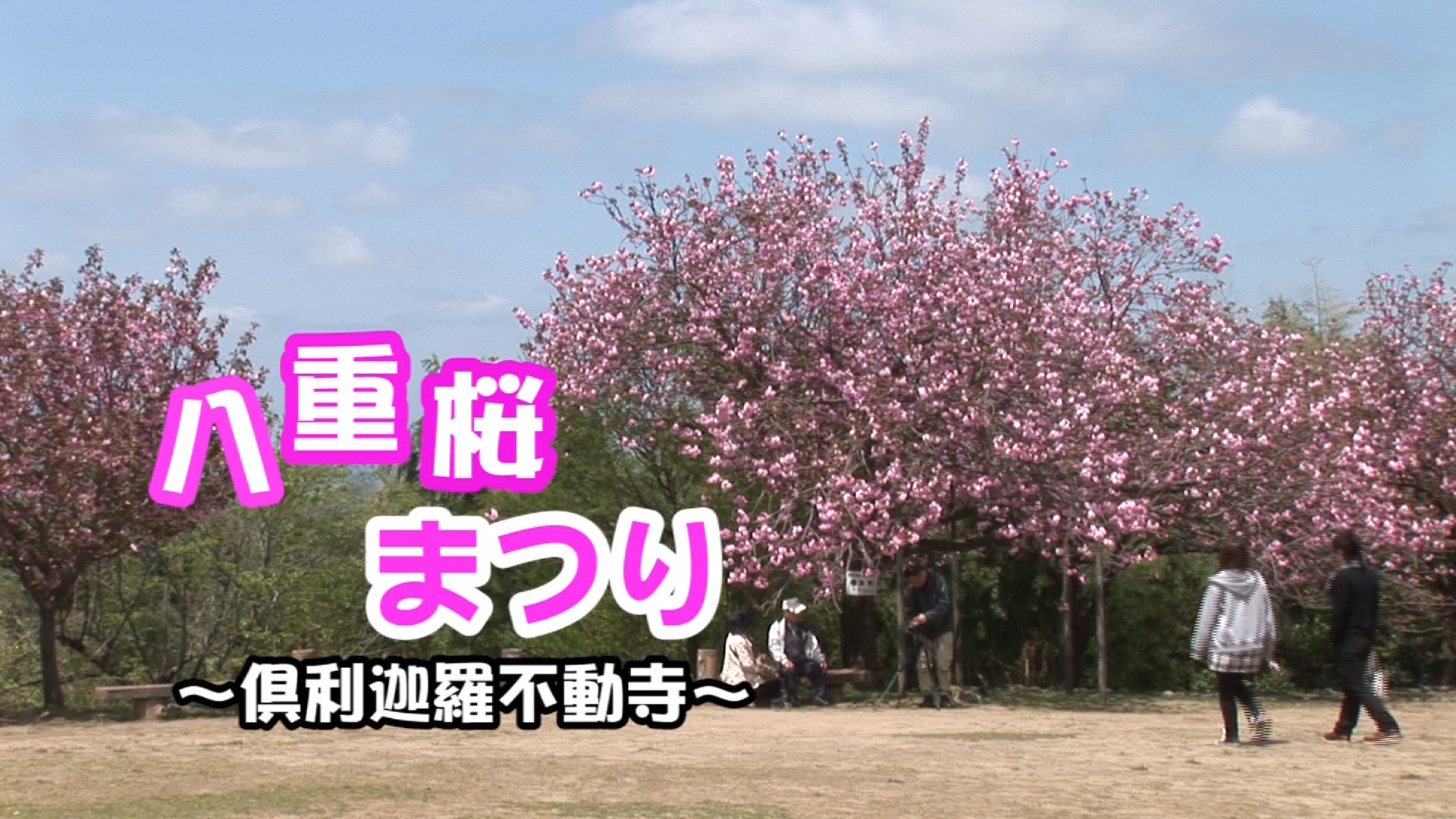 [403] 110505 八重桜まつり