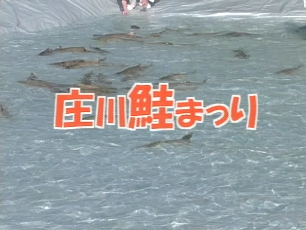 庄川鮭まつり