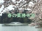 春の薬勝寺池