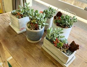 とやま公民館学遊ネット｜射水市南太閤山コミュニティセンター｜『多肉