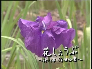 [077] 040611 花しょうぶ