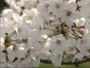 ’93桜の花のアップ