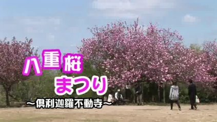 [403] 110505 八重桜まつり