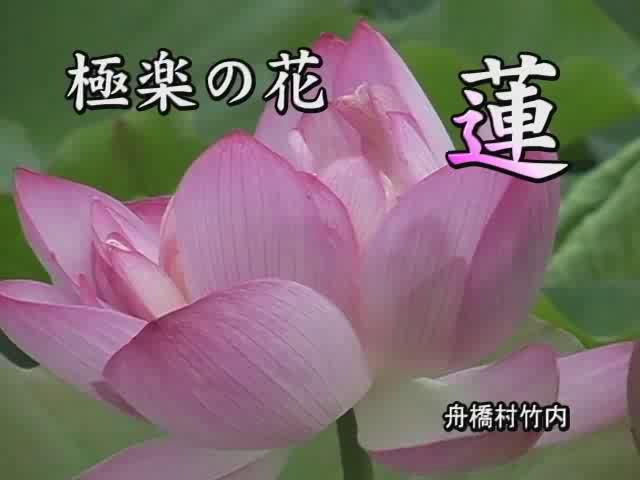 [213] 060804 極楽の花