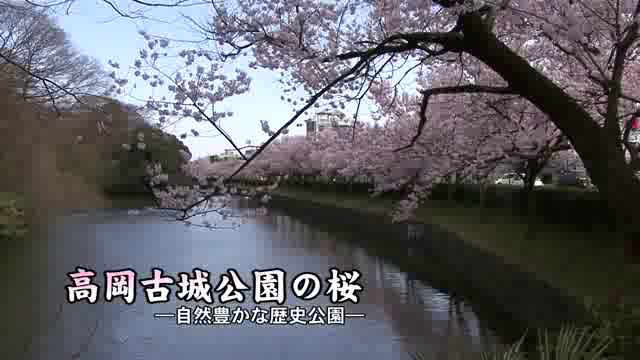 [340] 100408 高岡古城公園の桜