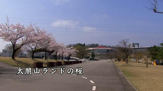 [471] 120419 太閤山ランドの桜