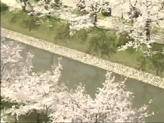 富山花歳時記「桜」