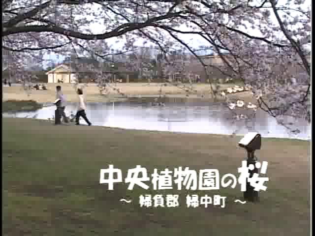 [003] 030410 中央植物園の桜