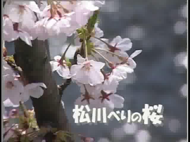 [105] 030410 松川べりの桜