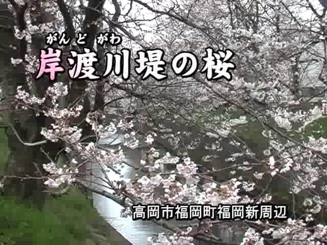 [200] 070409 岸渡川提の桜