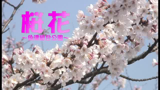 [292] 090407 桜花