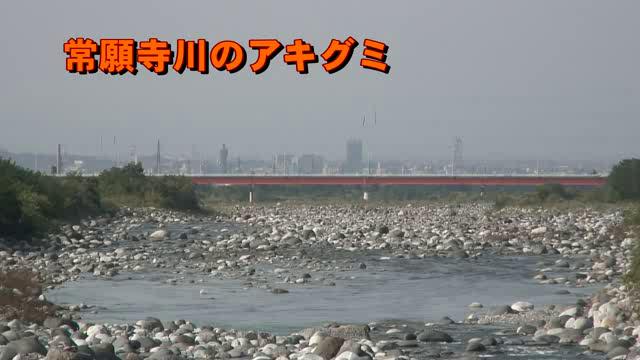 [325] 081016 常願寺川のアキグミ