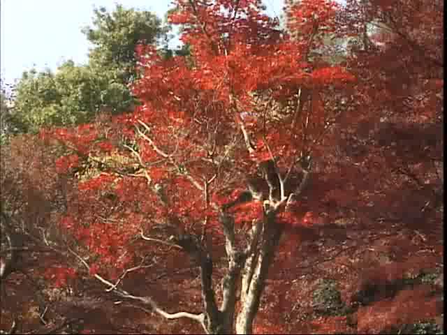 紅葉の呉羽山