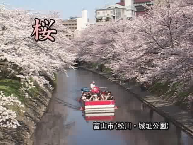[250] 080405 桜